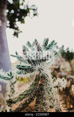 Cactus esotico ricoperto di spine bianche e con piccola fioritura fiore che cresce in giardino il giorno di sole Foto Stock