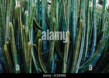 Dall'alto di piante naturali esotiche di cactus di Pachycereus schottii crescere in serra Foto Stock