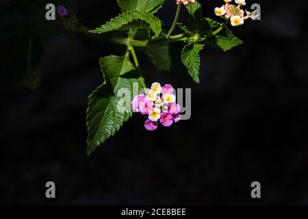 Lantana Camera, Wild Sage Plant Foto Stock