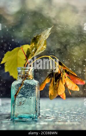 Autunno ancora vita con foglie, un vaso di vetro e gocce di pioggia. Foto Stock