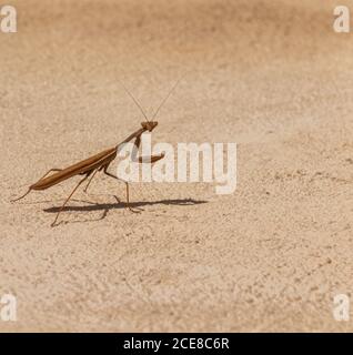 Iris oratorio, Mediterraneo preghiera Mantis Foto Stock