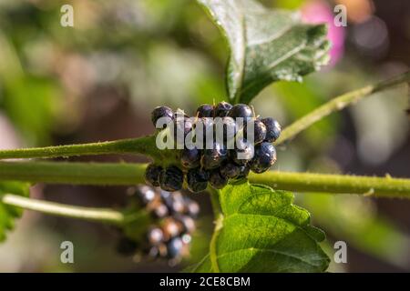 Lantana Camera, Wild Sage Plant Foto Stock