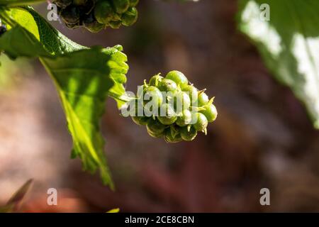 Lantana Camera, Wild Sage Plant Foto Stock