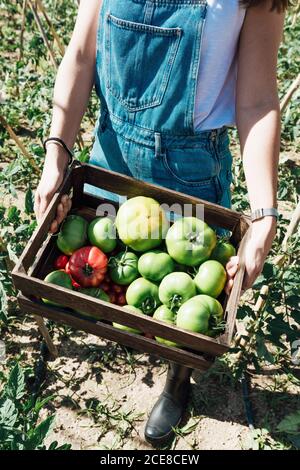 Coltivare il giardiniere trasportando la scatola con pomodori differenti in serra Foto Stock