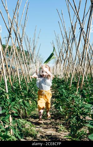 Bambino piccolo in abbigliamento casual che corre su vialetto con grande gambo di porro tra alberi di pomodoro verde e bastoni di legno sotto il cielo blu in estate Foto Stock