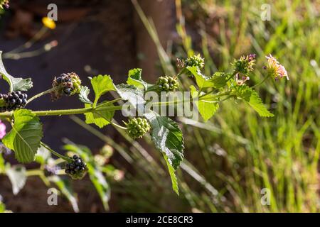 Lantana Camera, Wild Sage Plant Foto Stock