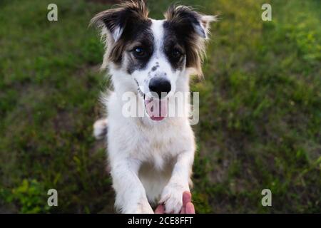 Amichevole Border Collie seduta su erba e dare zampa a. persona anonima durante il tramonto in estate Foto Stock