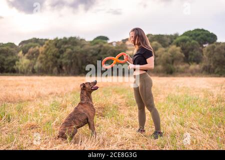 Vista laterale della donna felice in abiti casual che tengono il giocattolo mentre si gioca con adorabile cane grande sul prato in autunno sotto cielo nuvoloso Foto Stock