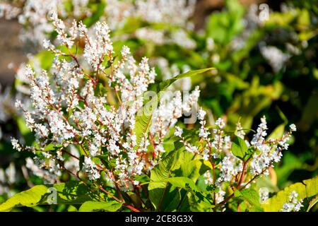 Fioritura giapponese Knotweed prospera da un ruscello nella contea di Donegal, Irlanda in tarda estate. Foto Stock