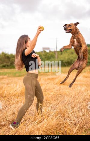 Vista laterale di donna anonima in forma sportiva che tiene piccolo Palla mentre si gioca con Thai Ridgeback saltando sopra l'erba dorata sul campo in luce diurna Foto Stock