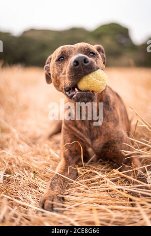 Big divertente Thai Ridgeback con cappotto liscio poggiato con la palla in bocca aperta e lingua fuori su campo con sbiadito erba in campagna nella luce del giorno Foto Stock