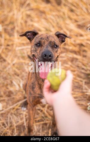 Big divertente Thai Ridgeback con cappotto liscio poggiato con la palla in bocca aperta e lingua fuori su campo con sbiadito erba in campagna nella luce del giorno Foto Stock