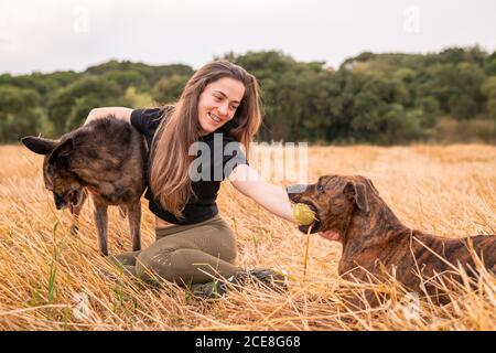 Contenuto femmina seduta sull'erba mentre abbracciando e stroking tailandese Ridgebacks con palla in bocca vicino alla foresta in autunno sotto cielo nuvoloso Foto Stock