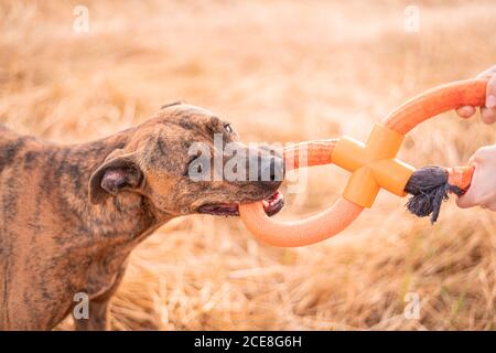 Vista laterale della donna felice in abiti casual che tengono il giocattolo mentre si gioca con adorabile cane grande sul prato in autunno sotto cielo nuvoloso Foto Stock