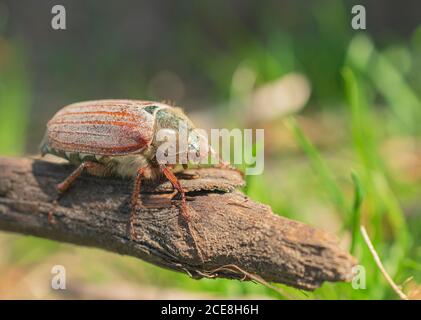 scarafaggio nelle striscie selvagge su un ramo Foto Stock