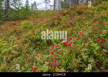 Spot nella foresta nella zona di High Coast nel nord della Svezia con molto Bearberry (Arctostaphylos uva-ursi). Foto Stock