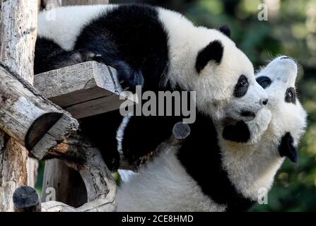 Berlino, Germania. 17 agosto 2020. I due gemelli Pit e Paule giocano nel loro recinto allo Zoo di Berlino. Girano un anno. Sono i primi panda nati in Germania. Credit: Pedersen/dpa-Zentralbild/ZB/dpa/Alamy Live News Foto Stock