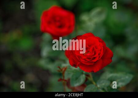 Rosa rosso vivo in giardino, vista dall'alto, messa a fuoco selettiva Foto Stock