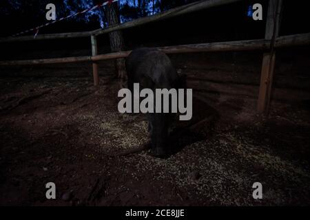 Cinghiale nel Parco Naturale dei Sierras de Cazorla, Segura e le Ville, Spagna Foto Stock