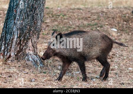 Primo piano di un cinghiale nel Parco Naturale delle Sierras de Cazorla, Segura e le Ville, Spagna Foto Stock