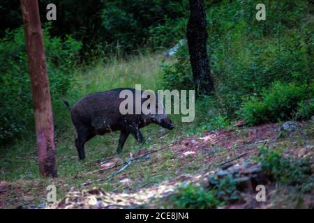 Cinghiale nel Parco Naturale dei Sierras de Cazorla, Segura e le Ville, Spagna Foto Stock