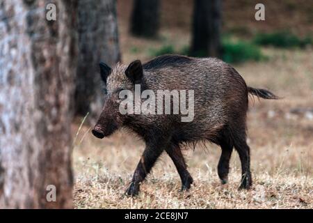 Primo piano di un cinghiale nel Parco Naturale delle Sierras de Cazorla, Segura e le Ville, Spagna Foto Stock