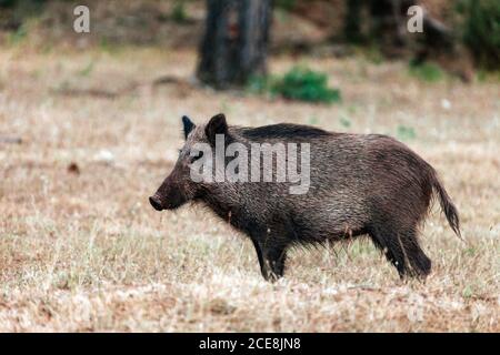 Primo piano di un cinghiale nel Parco Naturale delle Sierras de Cazorla, Segura e le Ville, Spagna Foto Stock