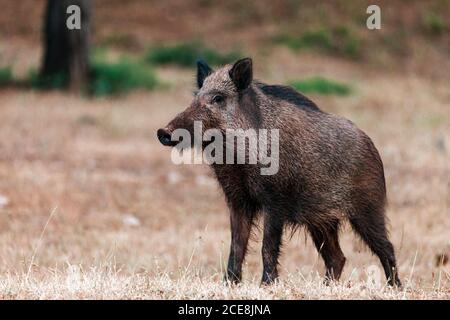 Primo piano di un cinghiale nel Parco Naturale delle Sierras de Cazorla, Segura e le Ville, Spagna Foto Stock