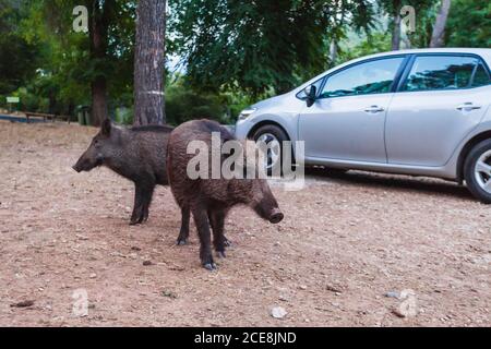 Closeup di cinghiali nel Parco Naturale delle Sierras de Cazorla, Segura e le Ville, Spagna Foto Stock