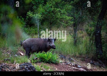 Cinghiale nel Parco Naturale dei Sierras de Cazorla, Segura e le Ville, Spagna Foto Stock