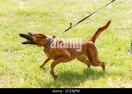 L'istruttore conduce la lezione con il cane pastore belga. Il cane protegge il suo padrone. Lavoro di protezione del cane pastore belga Foto Stock