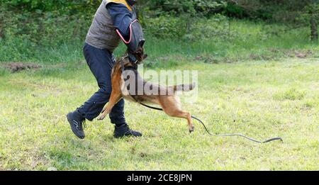 L'istruttore conduce la lezione con il cane pastore belga. Il cane protegge il suo padrone. Lavoro di protezione del cane pastore belga Foto Stock