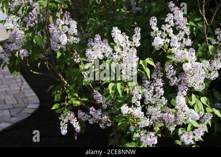 Lilla comune (Syringa-vulgaris-Hybride) Foto Stock