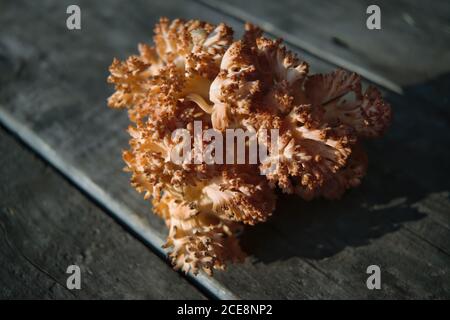 Fungo commestibile Ramaria fava sullo sfondo di una vecchia tavola di legno primo piano. Foto Stock