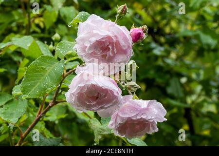 Primo piano di delicati fiori rosa pastello e gemme di rosa rampicante, Rosa 'Blush Noisette', ricoperta di gocce d'acqua dopo la pioggia. Foto Stock