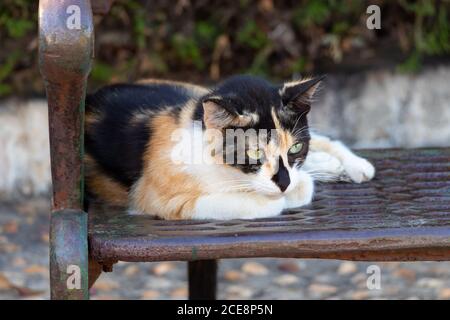 gatto sdraiato su un banco di ferro Foto Stock