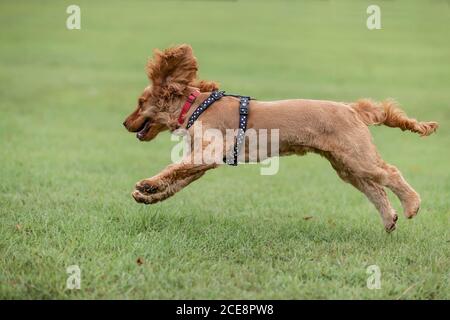 Piccolo cane che corre e divertirsi ad Abington Park, Northampton, Inghilterra, Regno Unito. Foto Stock