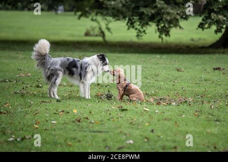 Tri Collie Border Collie fare amicizia con il piccolo cane, Abington Park, Northampton, Inghilterra, Regno Unito. Foto Stock