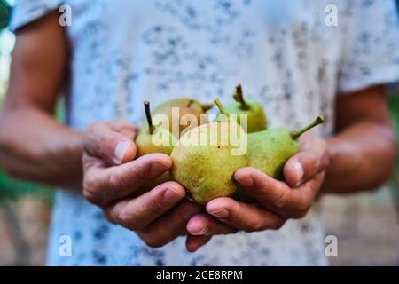 primo piano di un giovane caucasico all'aperto con una manciata di pere mature in mano, appena raccolte su un frutteto biologico Foto Stock