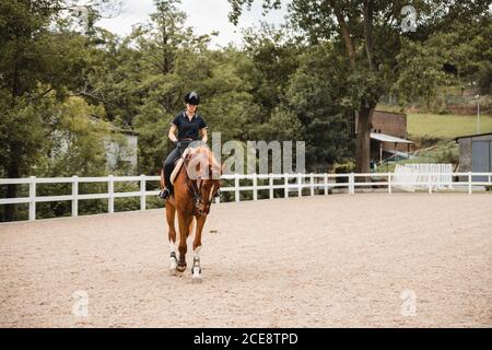 Equestre femminile in uniforme cavallo di castagno su arena di sabbia durante la medicazione il giorno nuvoloso Foto Stock