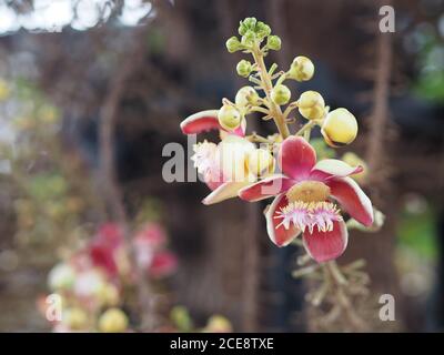 Shorea robusta, Dipterocarpaceae, Couroupita guianensis Aubl., SAL fiore rosa in giardino su sfondo natura sfocato Foto Stock