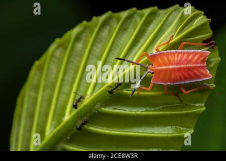 Closeup di bug luminoso stink seduta su foglia verde con formiche in foresta Foto Stock