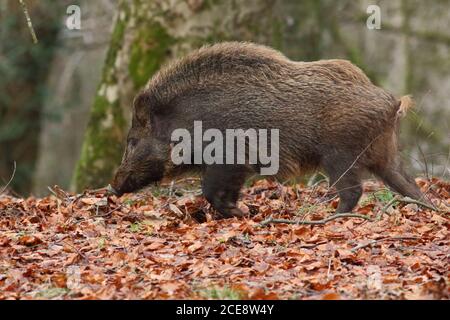 Il cinghiale (Sus scrofa) Foto Stock