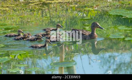 Mallard femmina con anatroccoli. Foto Stock