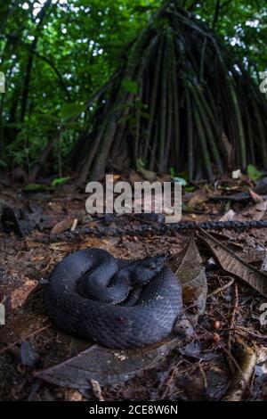 Serpente nero di cotonmouth che giace su foglie su terreno bagnato in legno scuro Foto Stock