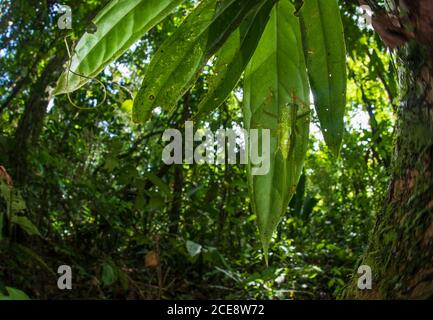 Grande verde cespuglio-cricket o Tettigonia viridissima seduta su grande verde foglia di albero in foresta Foto Stock