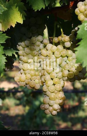 Grappoli di uve bianche per la viticoltura per la produzione di vino, dettaglio Foto Stock