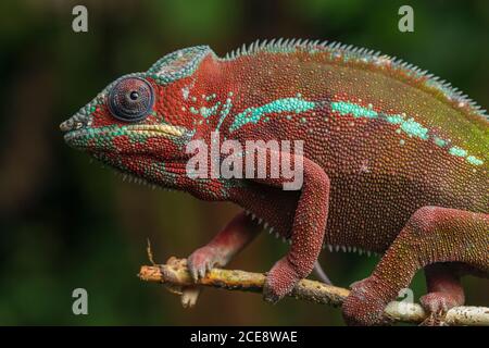 Vista laterale di un fantastico camaleonte seduto su un ramoscello su sfondo verde. Furcifer pardalis Foto Stock