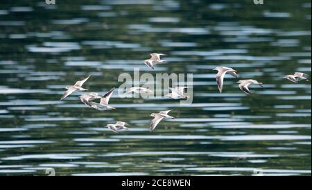 Redshanks (Tringa totanus) Foto Stock