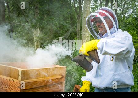 Un apicoltore usa un fumatore per mettere in quiten l'alveare. Foto Stock